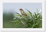 2 ruokokerttunen Acrocephalus schoenobaenus 3611 * 900 x 600 * (331KB)